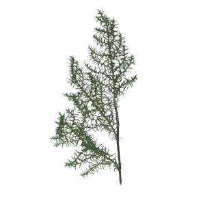 Ramo Verde 3 Galhos Alecrim 61