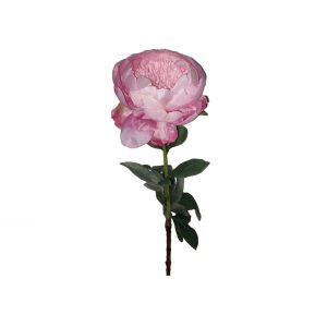 Ramo 1 Peónia Rosa 58