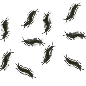 Saco com 10 centopeias