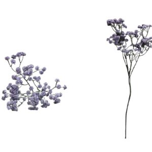Flor Gypsophila Purpura 61
