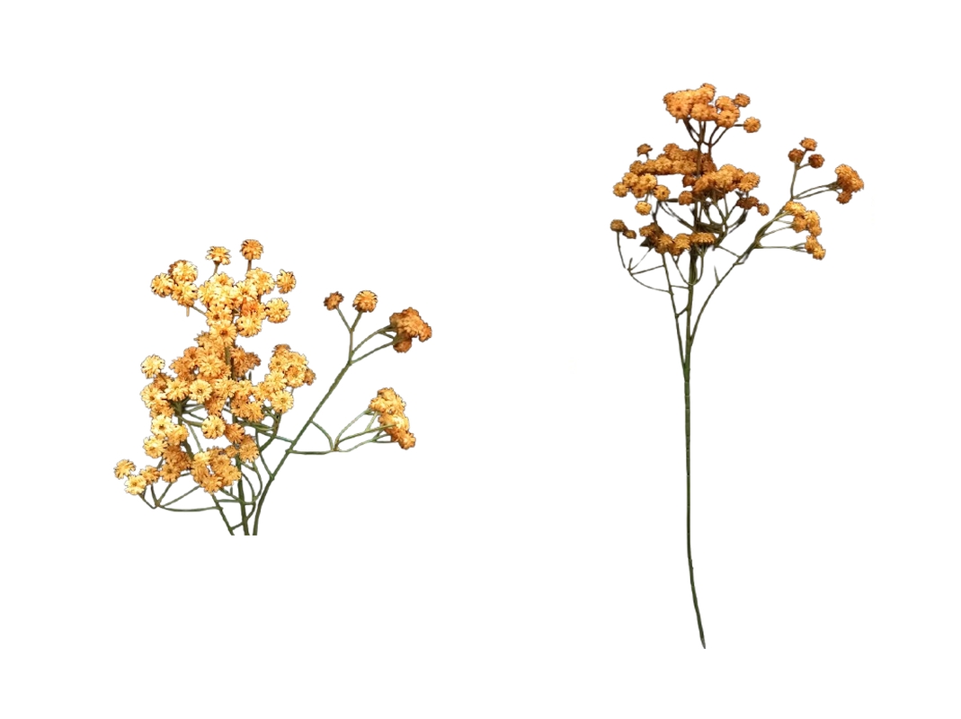 BF43648 Flor Gypsophila Mostarda 61