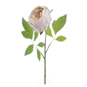 Ramo 1 Peónia Bege 54