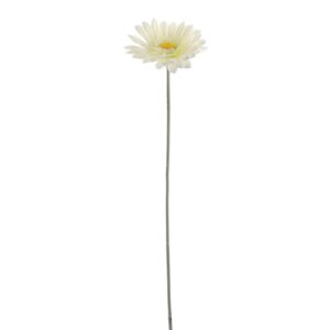 Flor Gerbera Marfil