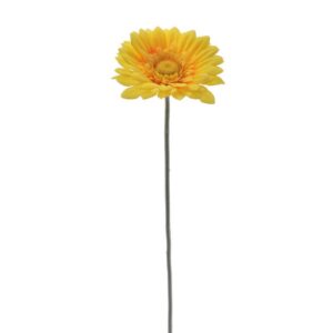 Flor Gerbera Amarelo Torrado